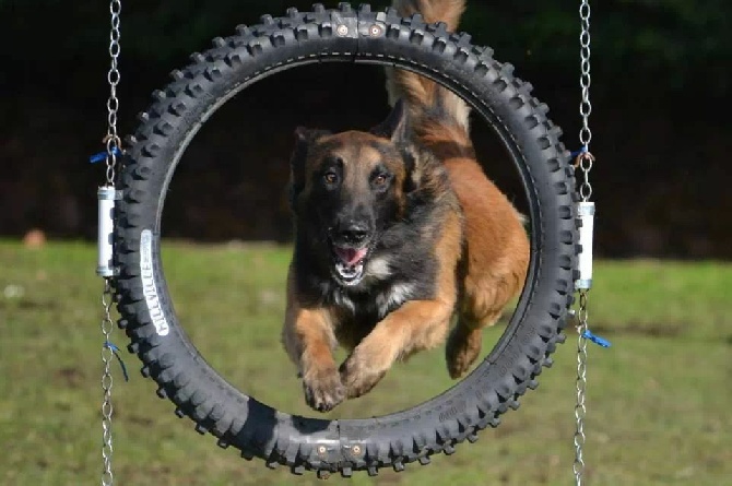 GYAIL DU COEUR DE CARO champion régionale d'agility 2014