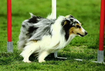du Roc de la Bevera - volty champion regional